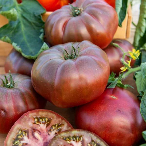 Potagères - Tomate Noire de Crimée - Légumes d'Autrefois - face recto